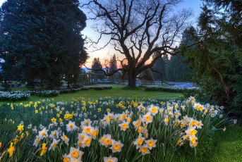 Mainau 1648-2017 HDR, Narzissen beim Rosengarten in der Dämmeru