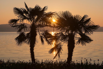 Mainau 1698-2017, Palmen am Hafen im Sonnenaufgang