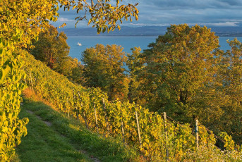 Meersburg 1606-2017, Herbstlicher Weinberg und See