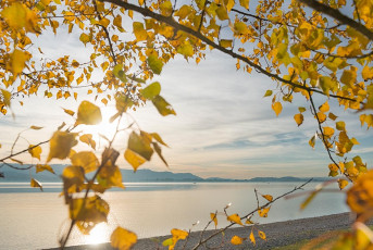 Radolfzell 0567-2017, Herbstlaub im Strandbad Mettnau