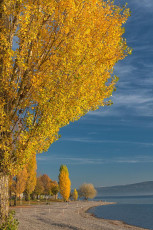 Radolfzell 0581-2017, Herbstliches Ufer im Strandbad Mettnau