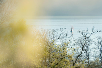 Sipplingen 0895-2017, Segelboot durch Obstblüte hindurch