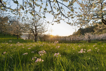 Sipplingen 0922-2017, Wiesenschaumkraut und Obstblüte