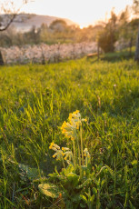 Sipplingen 0925-2017, Schlüsselblume vor Sonnenuntergang
