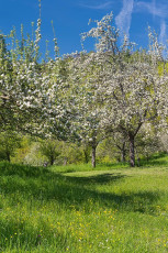 Sipplingen 0955-2017, Blühende Streuobstwiese