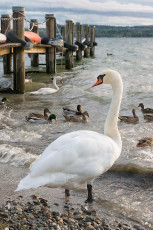 Überlingen 2485-2017, Schwan vor Steg in Nußdorf