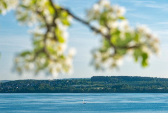 Birnau 0393-2018, Birnenblüte und Segelboot