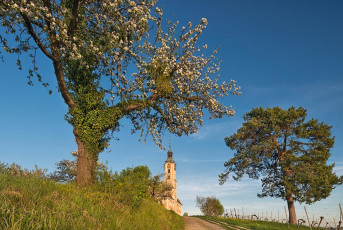 Birnau 0413-2018, Weg und Frühlingsblüte vor der Barockkirche