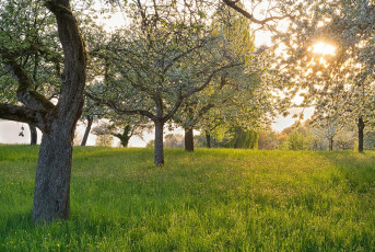 Birnau 0426-2018, Blühende Streuobstwiese im Gegenlicht
