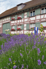 Gaienhofen 0100-2018, Hermann-Hesse-Museum