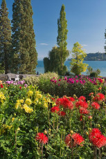 Mainau 1774-2018, Dahlienblüte am Südufer