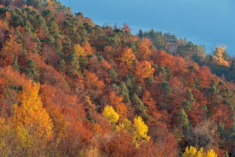 Sipplingen 1057-2018, Herbstwald und See