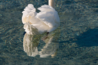 Stein am Rhein 0216-2018, Höckerschwan mit Spiegelung von hinte