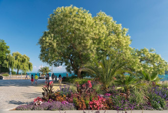 Überlingen 2886-2018, Neue Promenade mit Blumenrabatten und Man