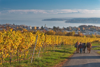 Überlingen 2978-2018, Herbstlicher Weinberg Aufkirch und See mi