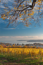 Überlingen 2986-2018, Herbstlicher Weinberg Aufkirch und Blick