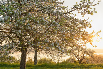 Wallhausen 0088-2018, Morgenstimmung Streuobstwiese und See