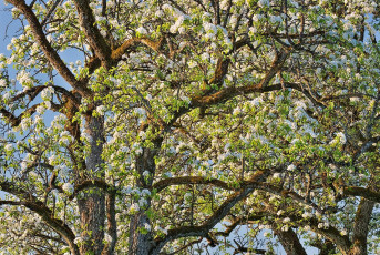 Wallhausen 0096-2018, Frühlingsblüte zweier alter Birnbäume