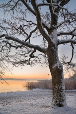 Dingelsdorf 0137-2019, Wintersonnenaufgang am Klausenhorn