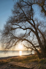 Immenstaad 1169-2019, Abendstimmung am Ufer