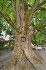 Mainau 1840-2019, Viktoria-Linde beim Rosengarten