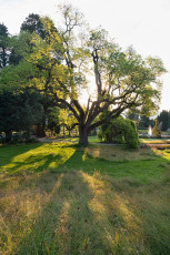 Mainau 1844-2019, Baeume am Rosengarten im Gegenlicht