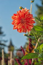 Mainau 1965-2019, Dahlien vor Schwedenturm