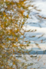 Radolfzell 0609-2019, Herbstlicher Blick auf Angler