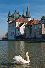 Steckborn 0144-2019, Schwan vor Turmhof