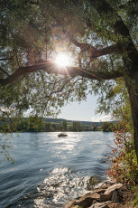 Stein am Rhein 0367-2019, Weide am Rheinufer im Gegenlicht