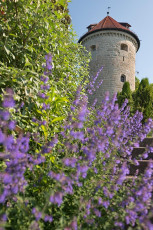 Überlingen 3074-2019, Blueten vor Gallerturm