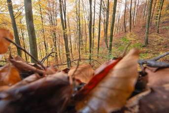 Bodman 0606-2019, Herbstwald im Echotal