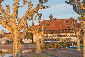 Konstanz 1749-2019, Platanen vor dem Konzil