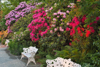 Mainau 1824-2019, Baenke und Rhododendronbluete am Hafen