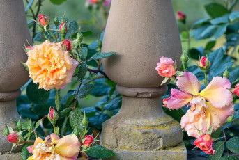 Mainau 1853-2019, Stilleben am Rosengarten