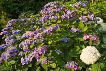 Mainau 1875-2019, Comturey-Dachgarten mit Hortensien