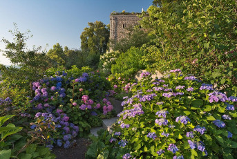 Mainau 1881-2019, Comturey-Dachgarten mit Hortensien