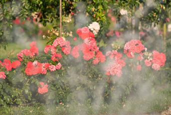 Mainau 1895-2019, Fontäne des Springbrunnens im Italienischen R
