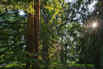 Mainau 1924-2019, Lichtdurchbruch im Arboretum