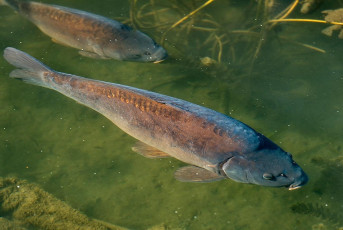 Mainau 1957-2019, Karpfen im Teich