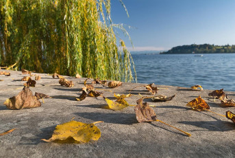 Mainau 1974-2019, Herbstblätter am Seeufer