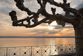 Meersburg 1714-2019, Platanensilhouetten an der Promenade