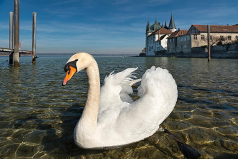 Steckborn 0163-2019, Schwan vor Turmhof und Steg