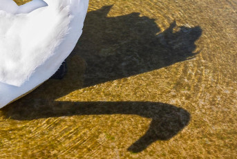 Steckborn 0180-2019, Schwan mit Schatten am Ufer