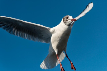 Stein am Rhein 0341-2019, Lachmöwe im Flug bei Insel Werd