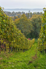 Birnau 0539-2020, Weinberge vor Kirche Seefelden