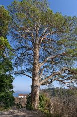 Bodman 0667-2020, Blick von Ruine Altbodman zur Burg Frauenberg