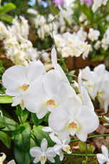 Mainau 1983-2020, Orchideenschau im Palmenhaus