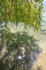 Mainau 2010-2020, Weidenast über Flachwasser