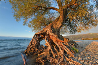 Bregenz 1383-2020, Wurzelbaum am Wocherhafen